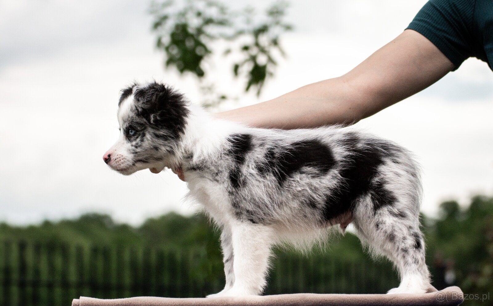 Border Collie szczenię piesek merle ZKwP FCI z metryki gotow - 5