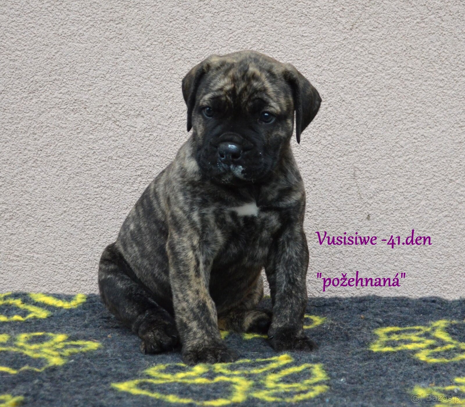 Boerboel FCI rodowod - 5