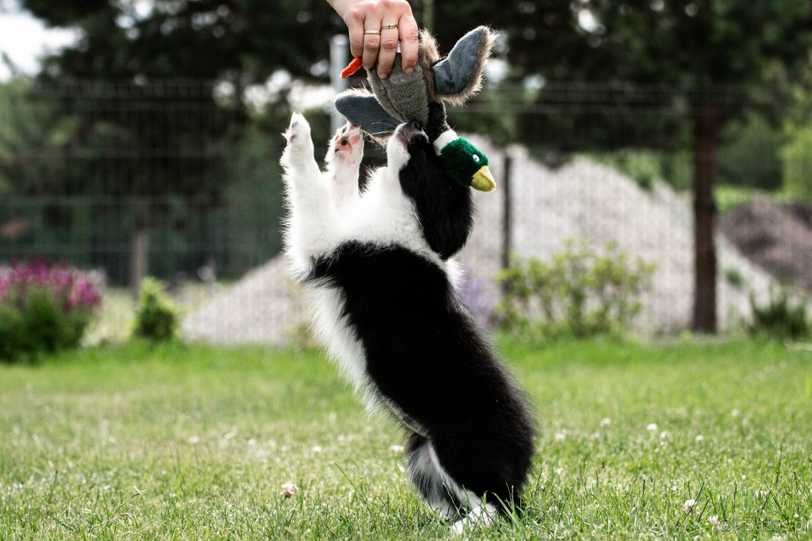 Border Collie szczenię piesek ZKwP FCI z metryki gotowy do o - 5