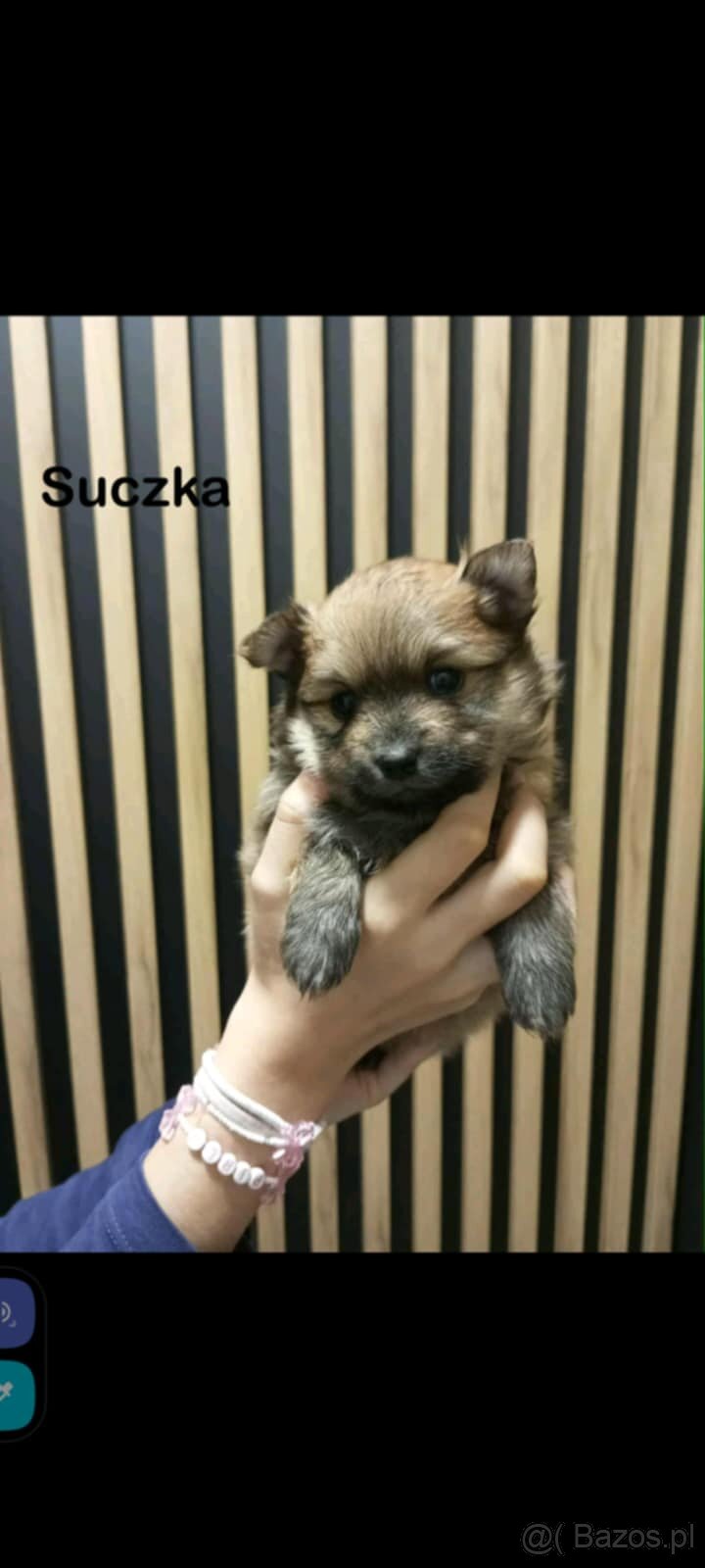 Szpice miniaturowe - 5