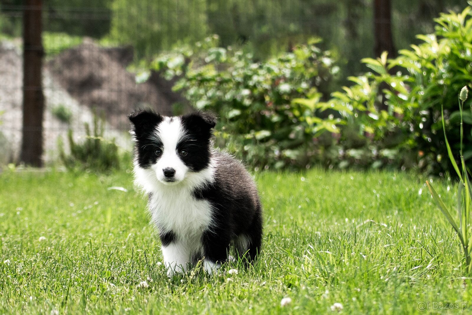 Border collie suczka czarno-biała ZKwP FCI z metryki szczeni - 5
