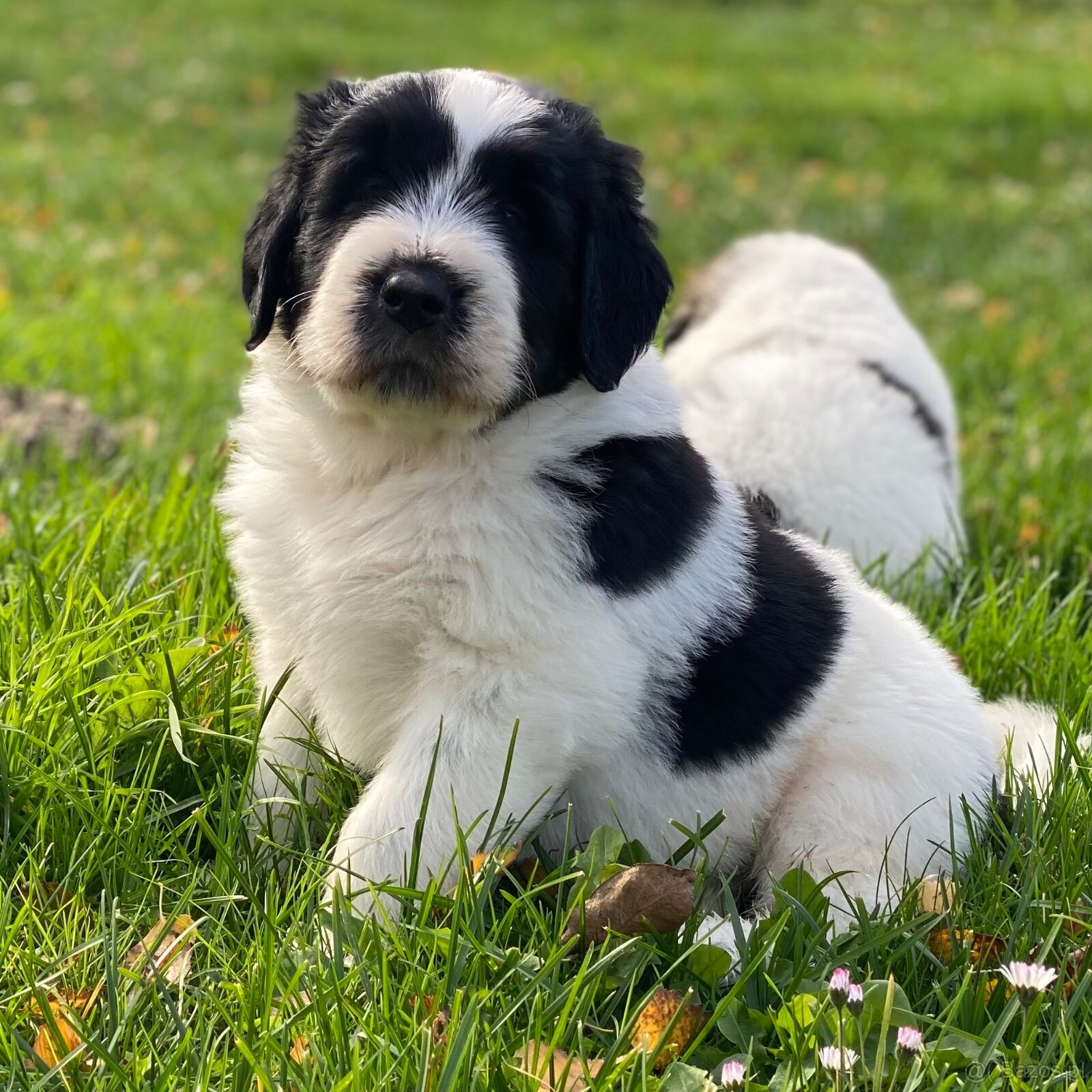 Owczarek Rumuński Mioritic Szczenięta - 5