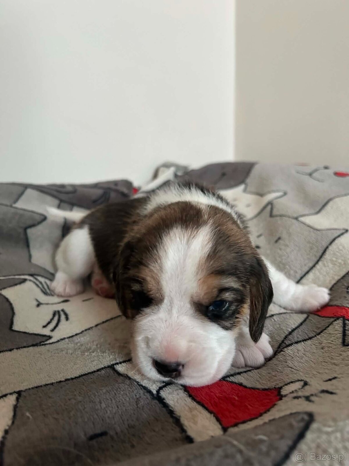 Beagle tricolor ZKwP - 5