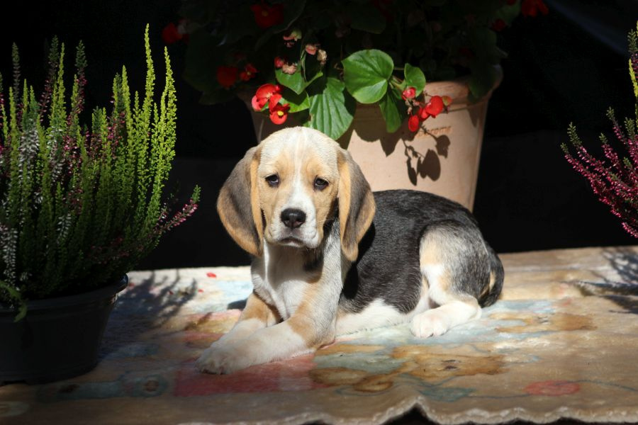 Beagle - szczeniaczki ZKwP po Championie PL. - 5