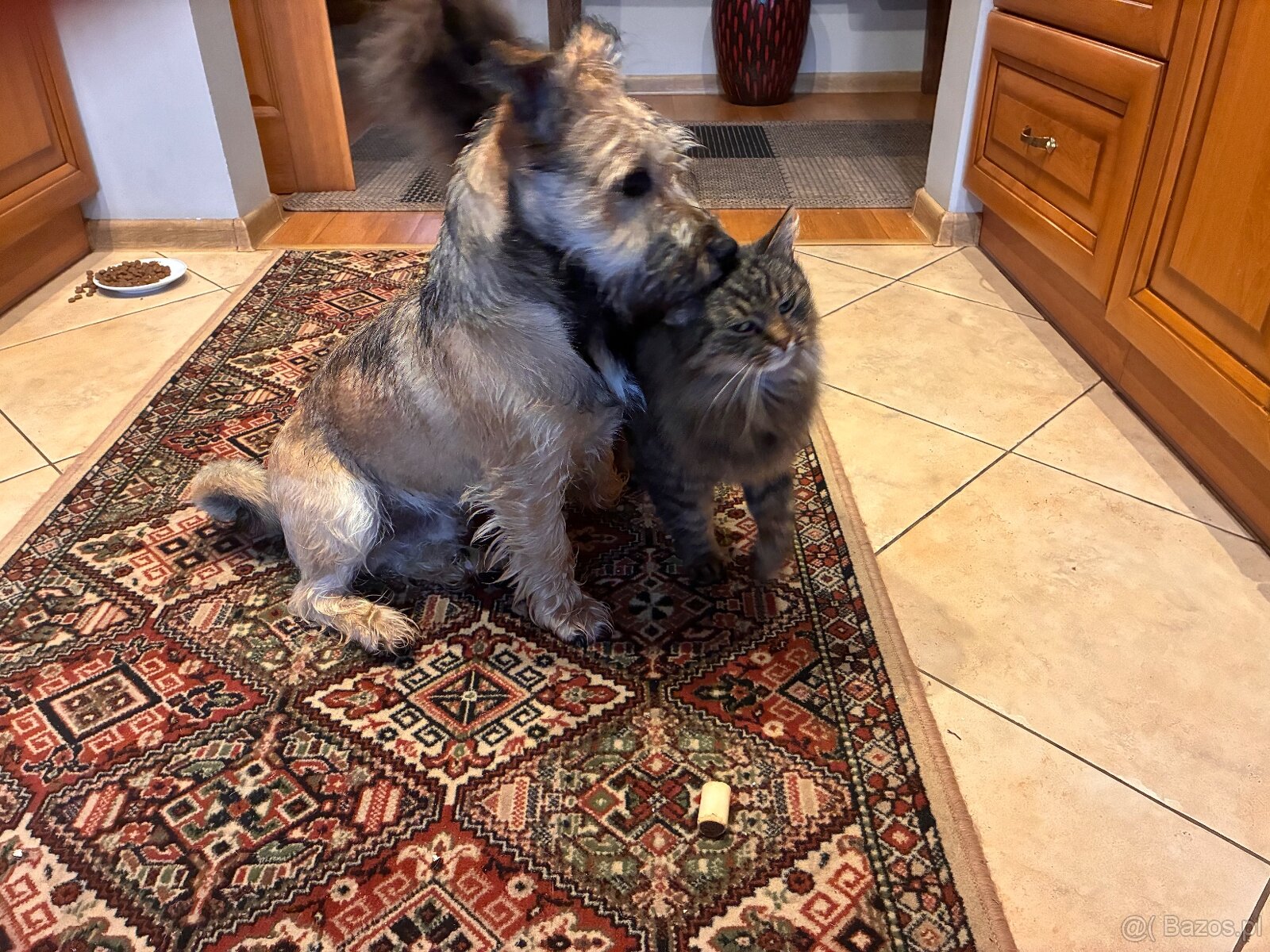 Oddam w dobre ręce-uroczy 6 miesięczny piesek - 5