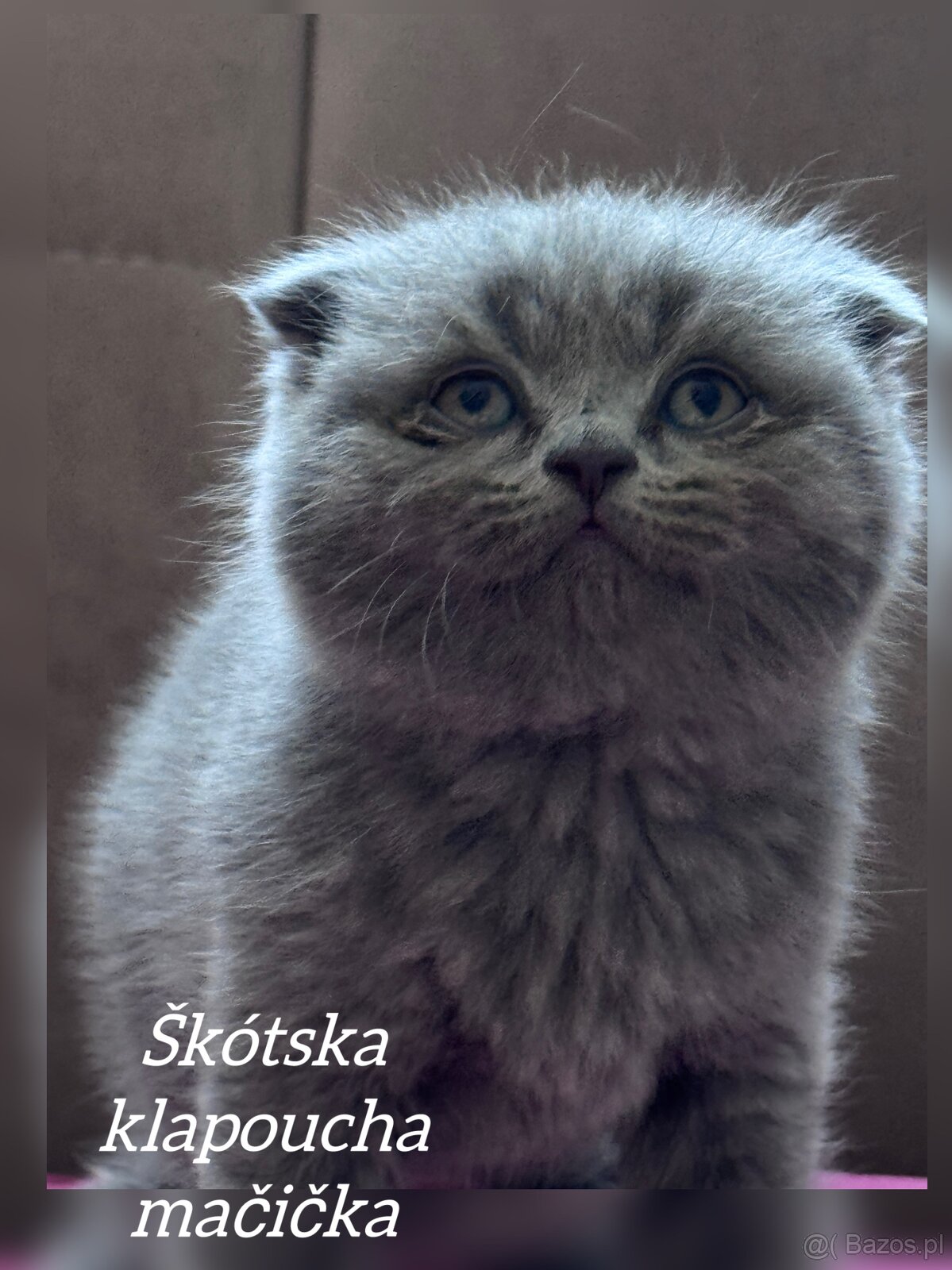 Kocięta szkockie (Scottish) - 5