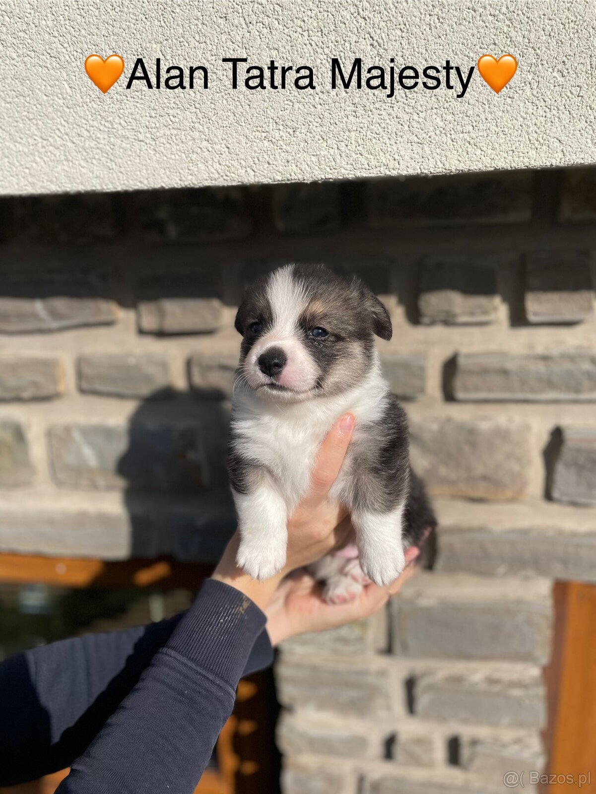 Szczenięta Welsh Corgi Pembroke - Tatra Majesty - 5