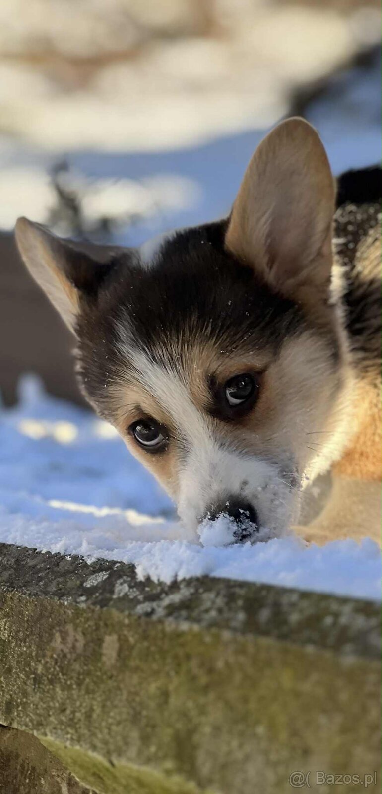 Alf Tatra Majesty- Welsh Corgi Pembroke - 5