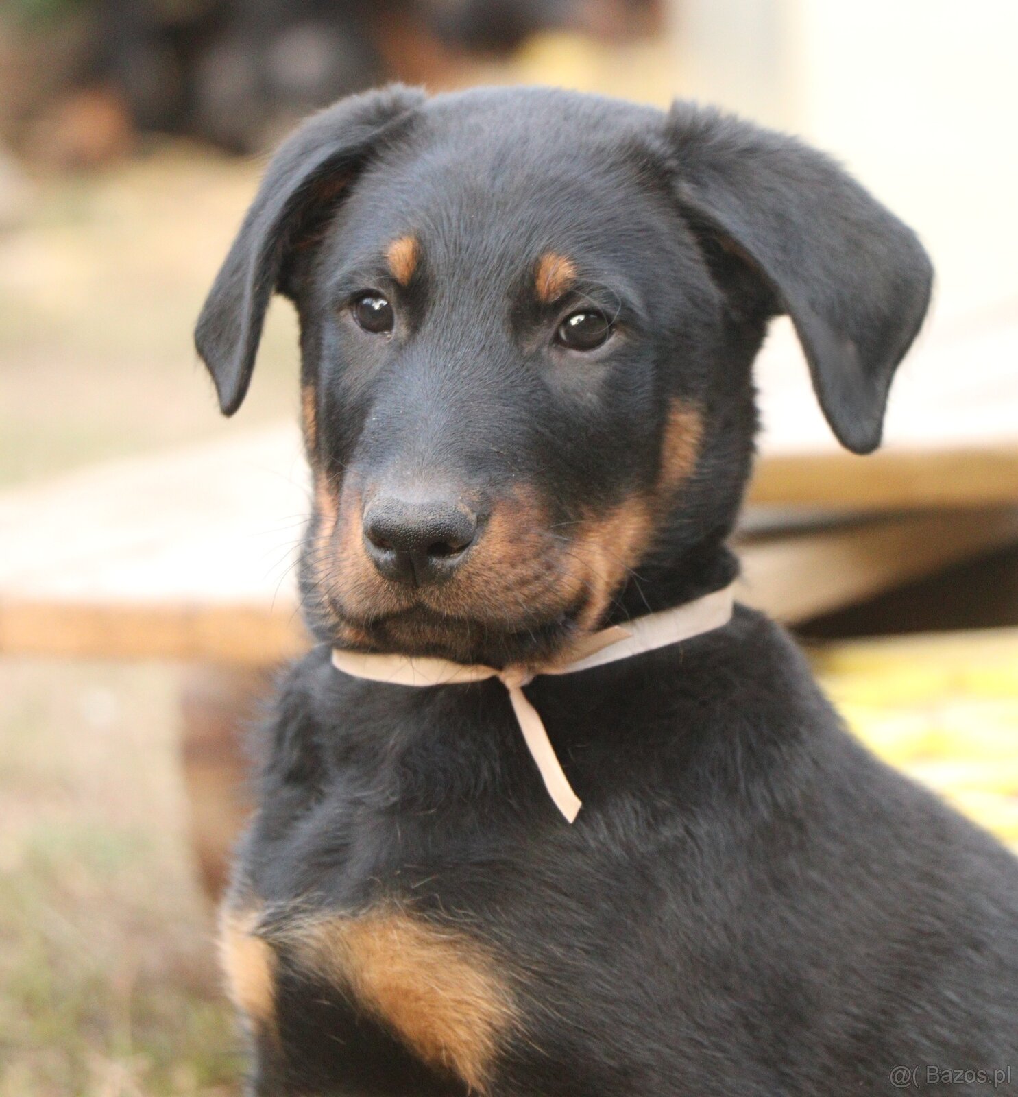 Beauceron z rodowodem FCI - 5