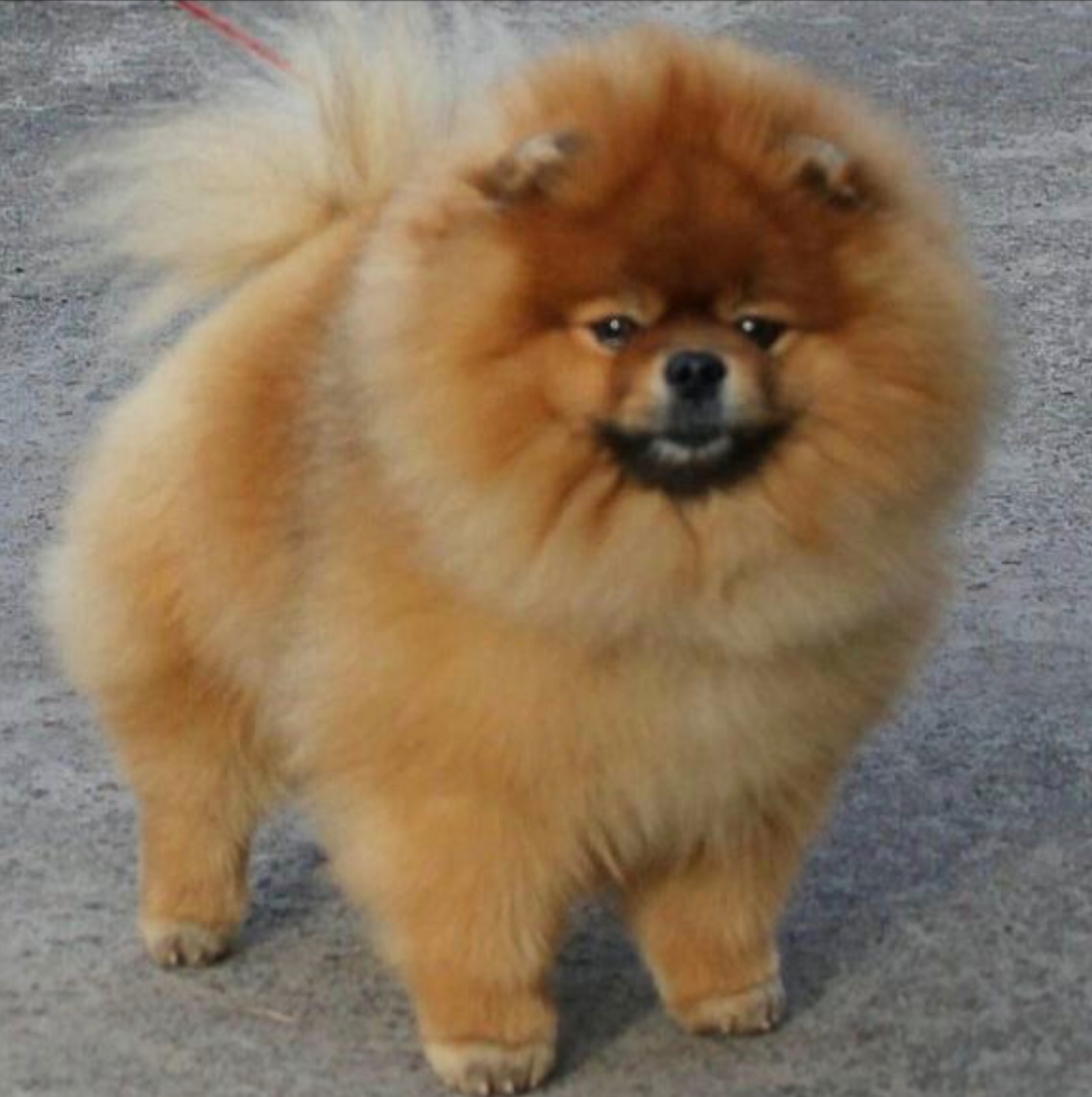 Szpic miniaturowy pomorski - 5