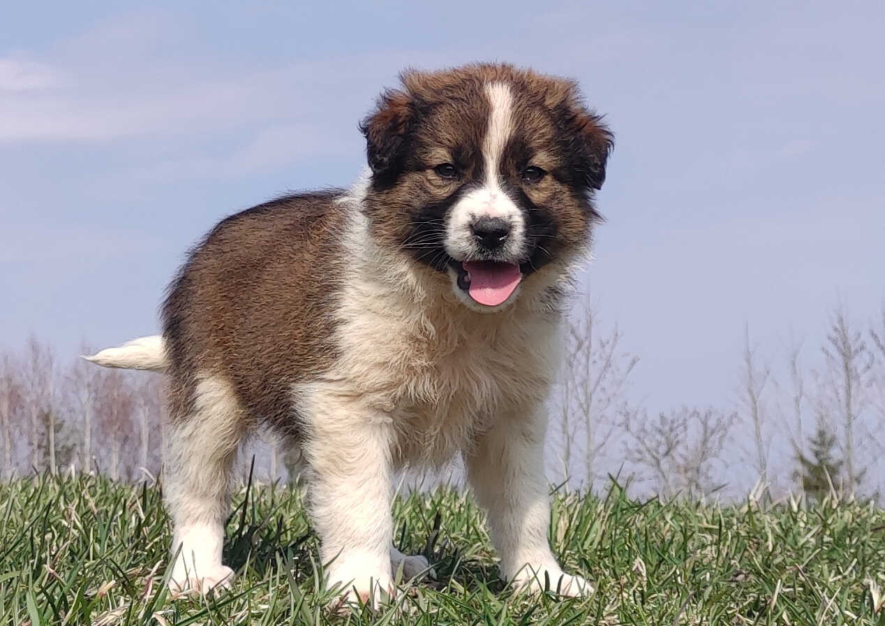 Border Collie maści Sabble / Sobol , Pies z pełną dok. - 5