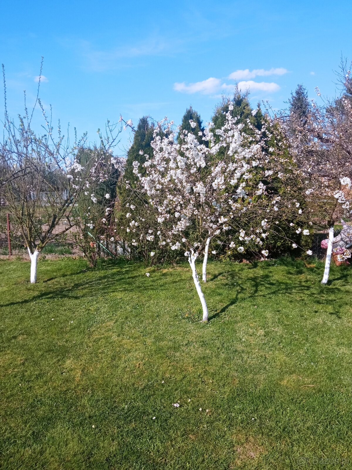 Sprzedam prawo do użytkowania działki ROD - 5