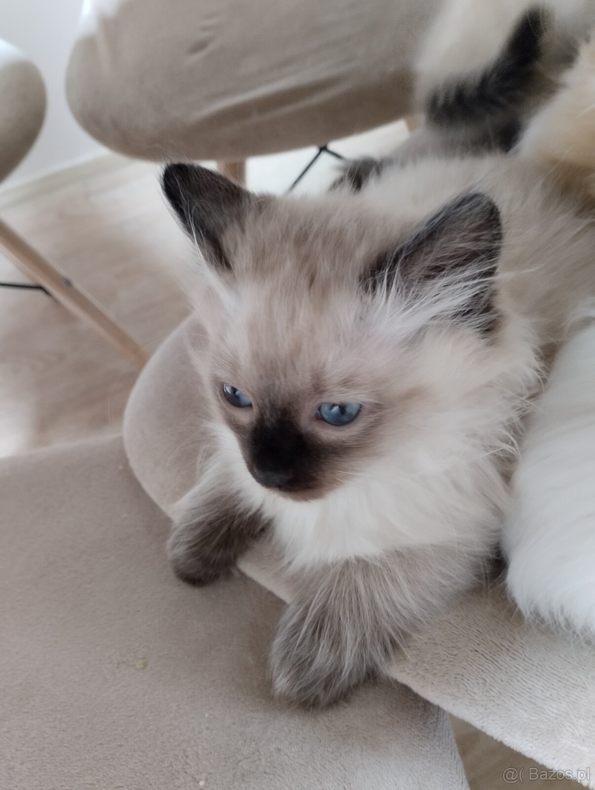 Kotki gotowe na zmianę domu - 5