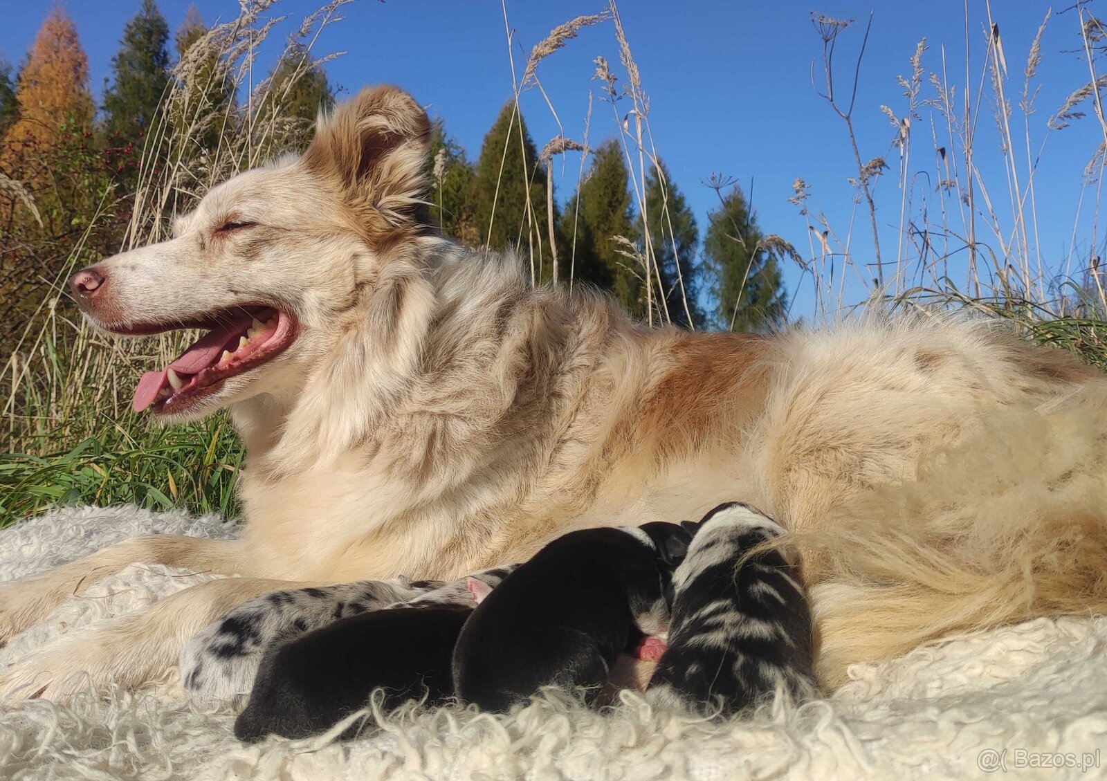 Piękna Suczka BORDER COLLIE z papierami po dobrych rodzicach - 5