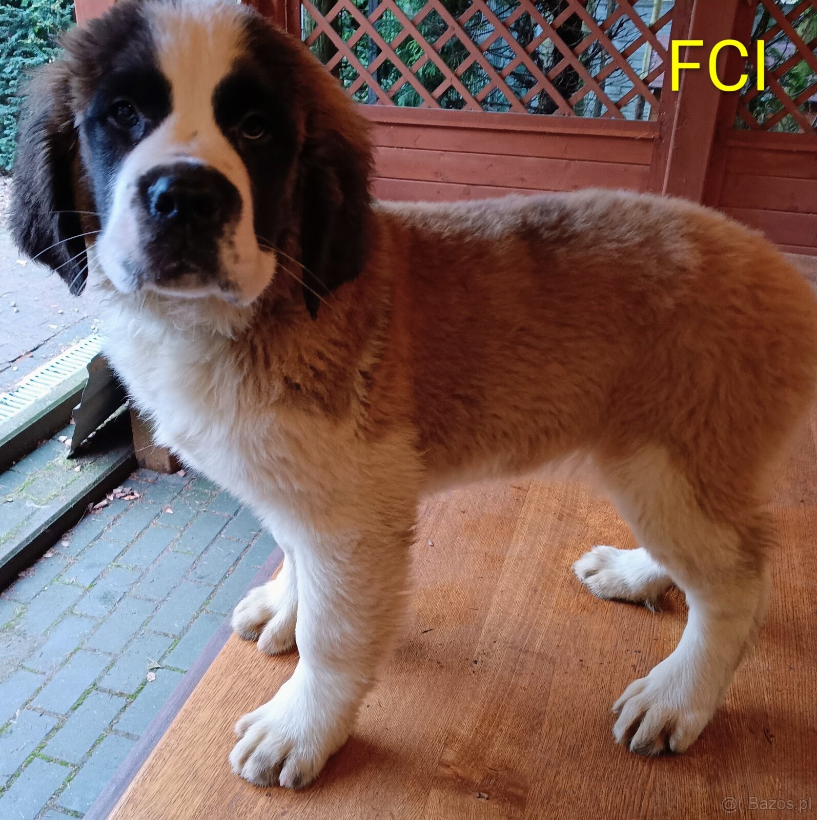 Bernardyn FCI szczeniak dziewczynka - 5