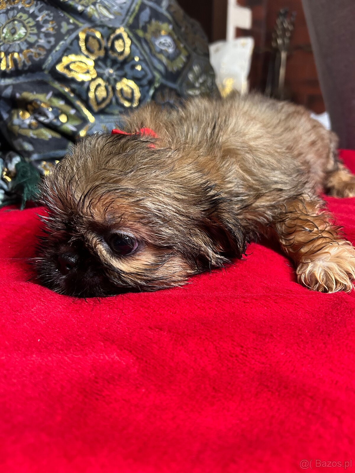 Szczeniaczki Shih Tzu - 5