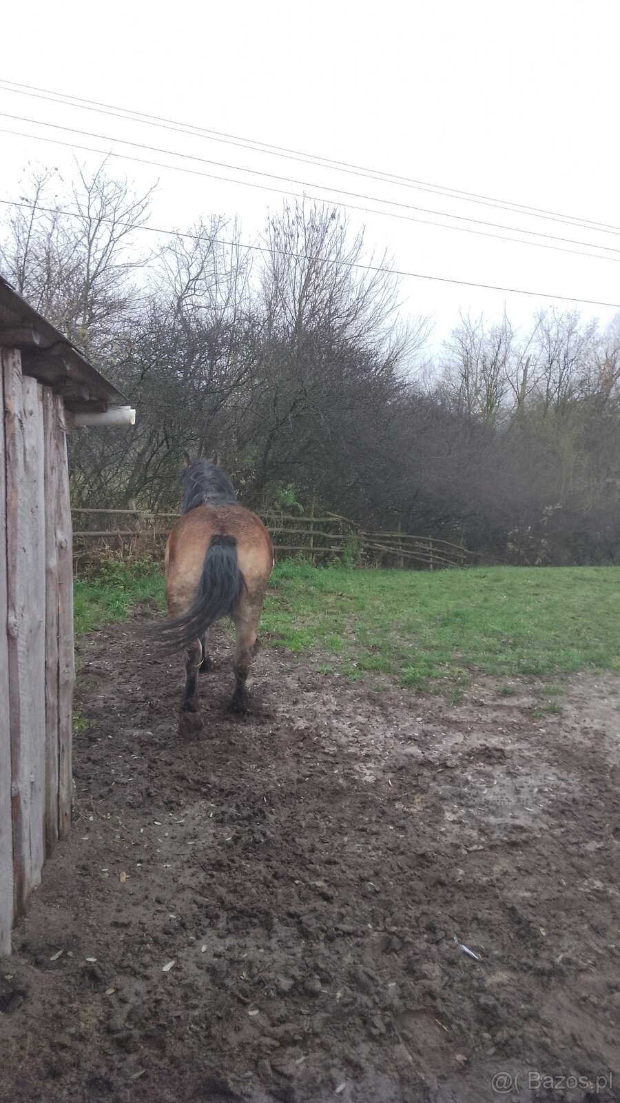 Sprzedam klacz zimnokwista 3 letnia zrebna - 5