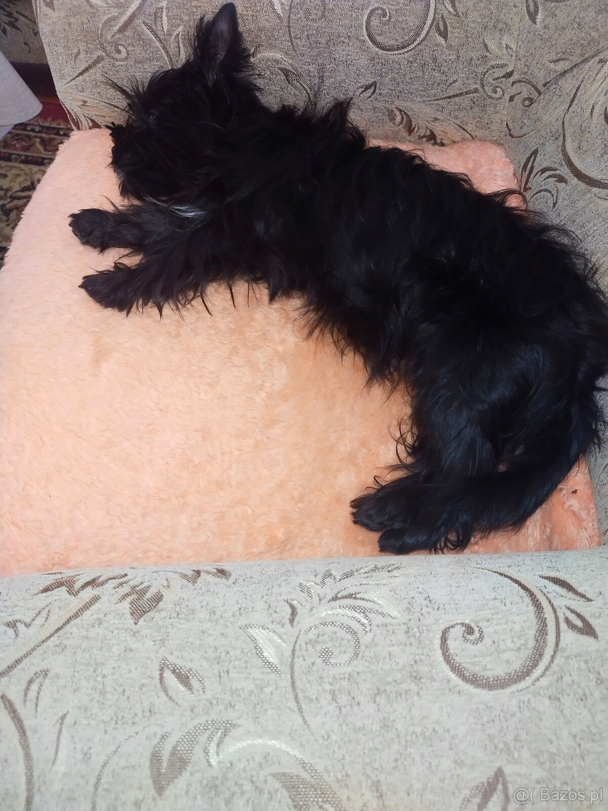 Yorkshire Terrier Black - 5