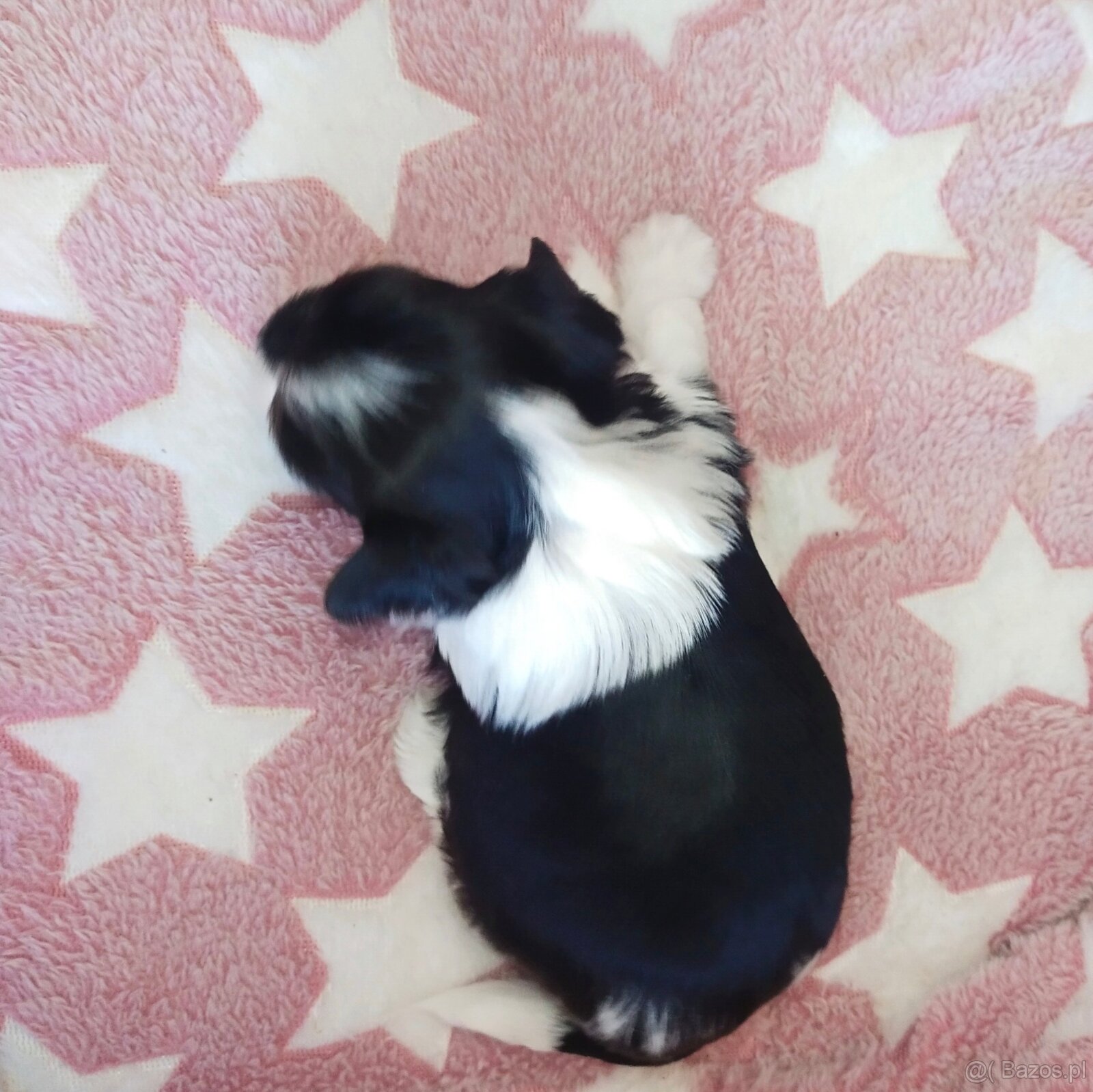 Yorkshire Terrier Biewer - 5