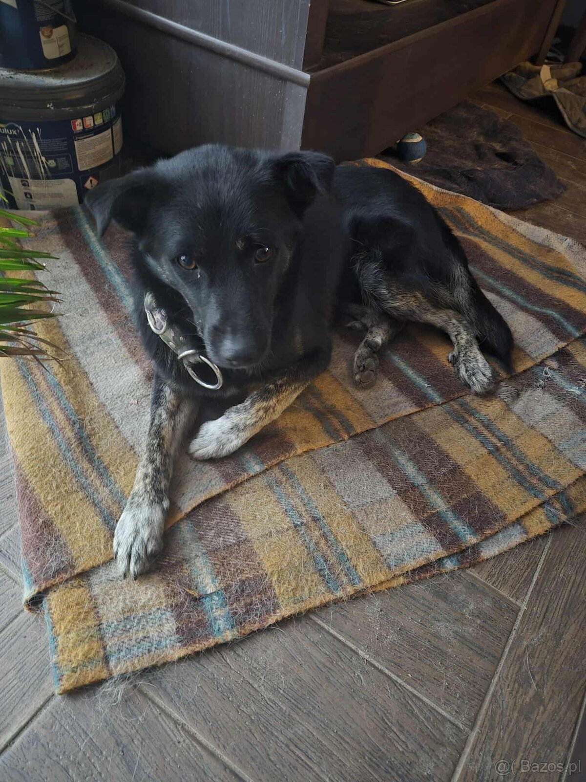 Leon, nieduży młody psiak szuka domu pies psy - 5