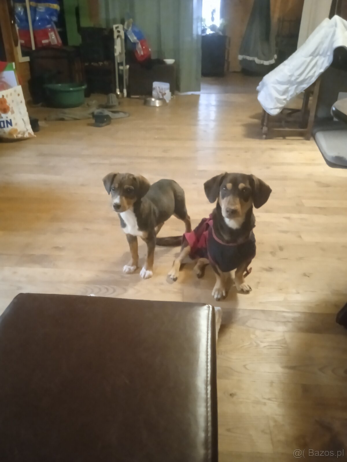 Oddam w dobre rece - 5