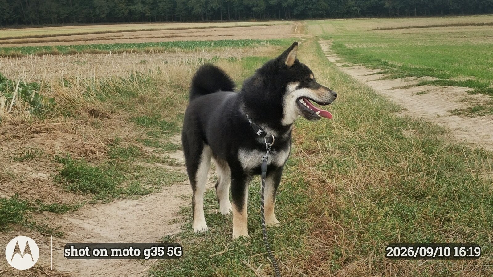 SHIBA INU czteromiesięczny szczeniaczek - 5