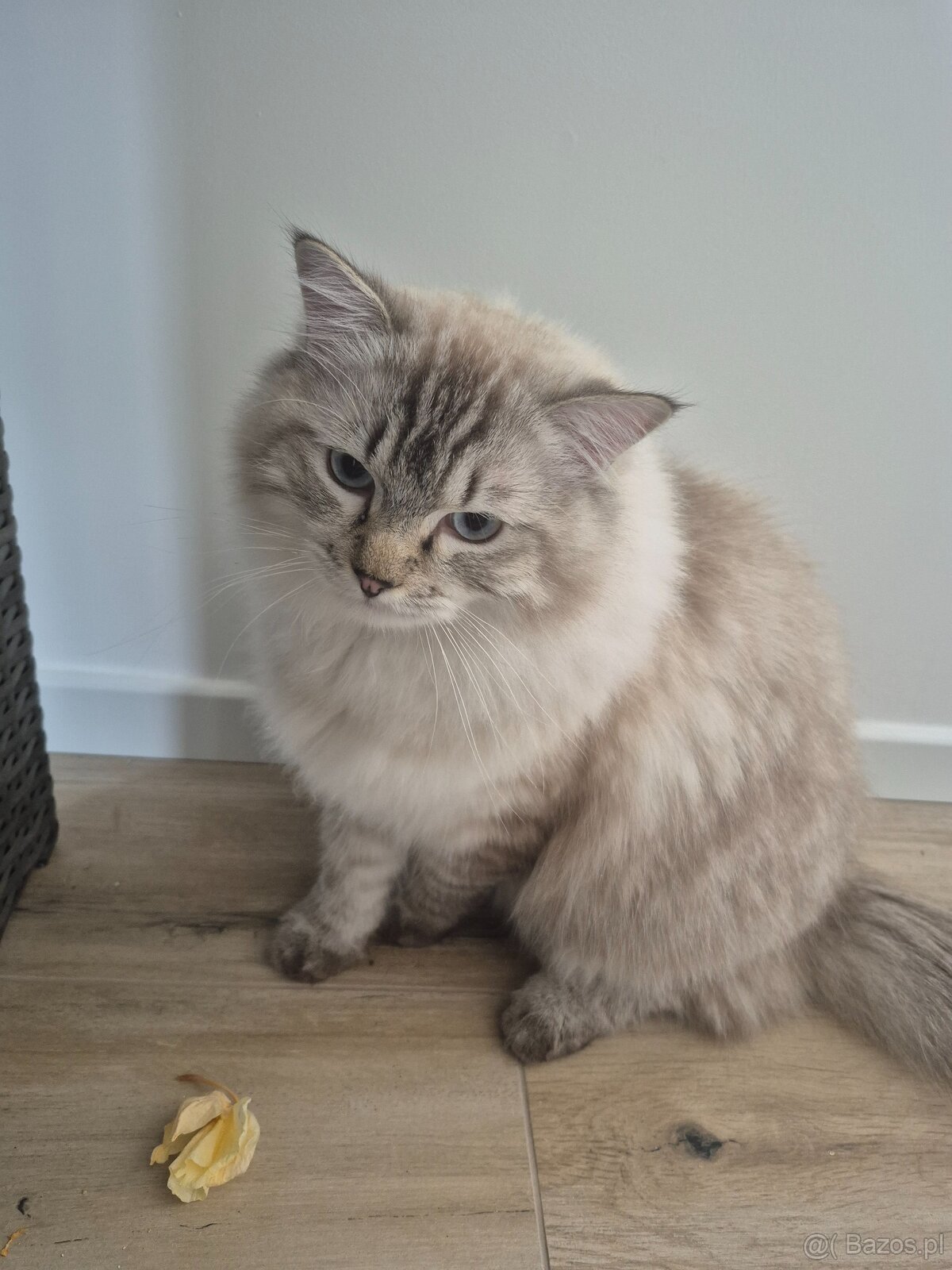 Kot Ragdoll na sprzedaż - 5