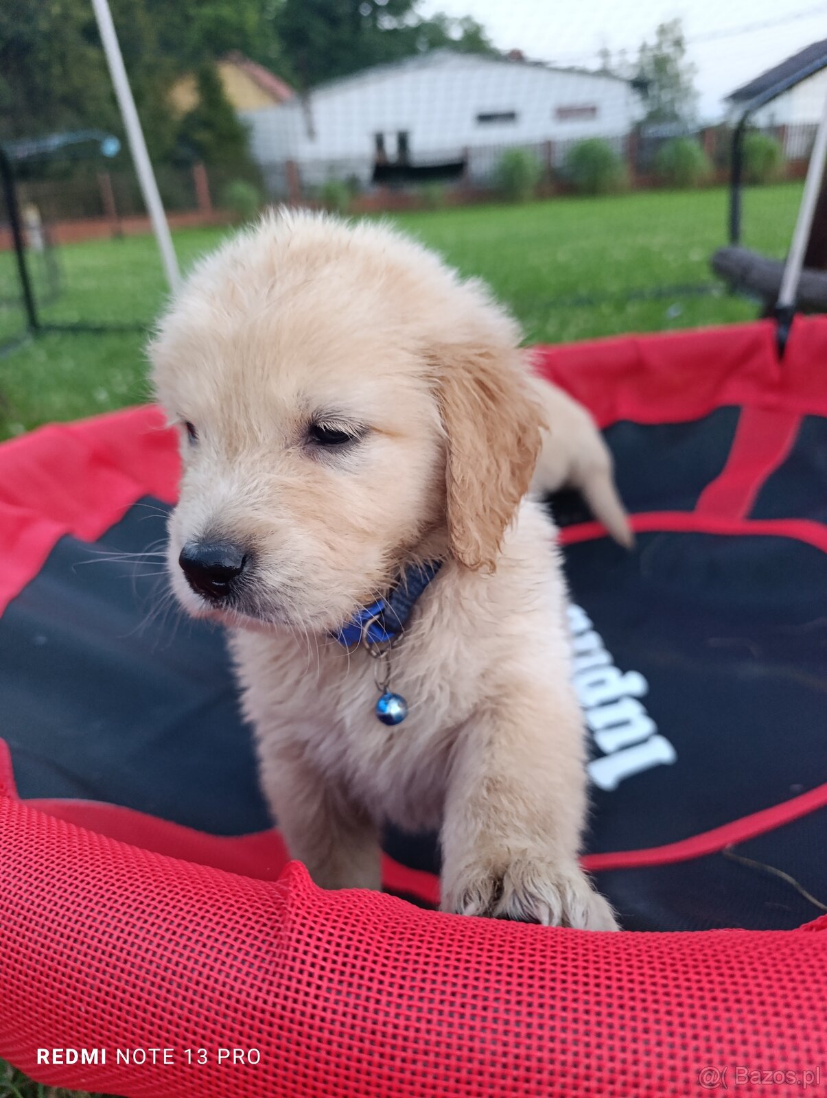 Golden retriever - 5