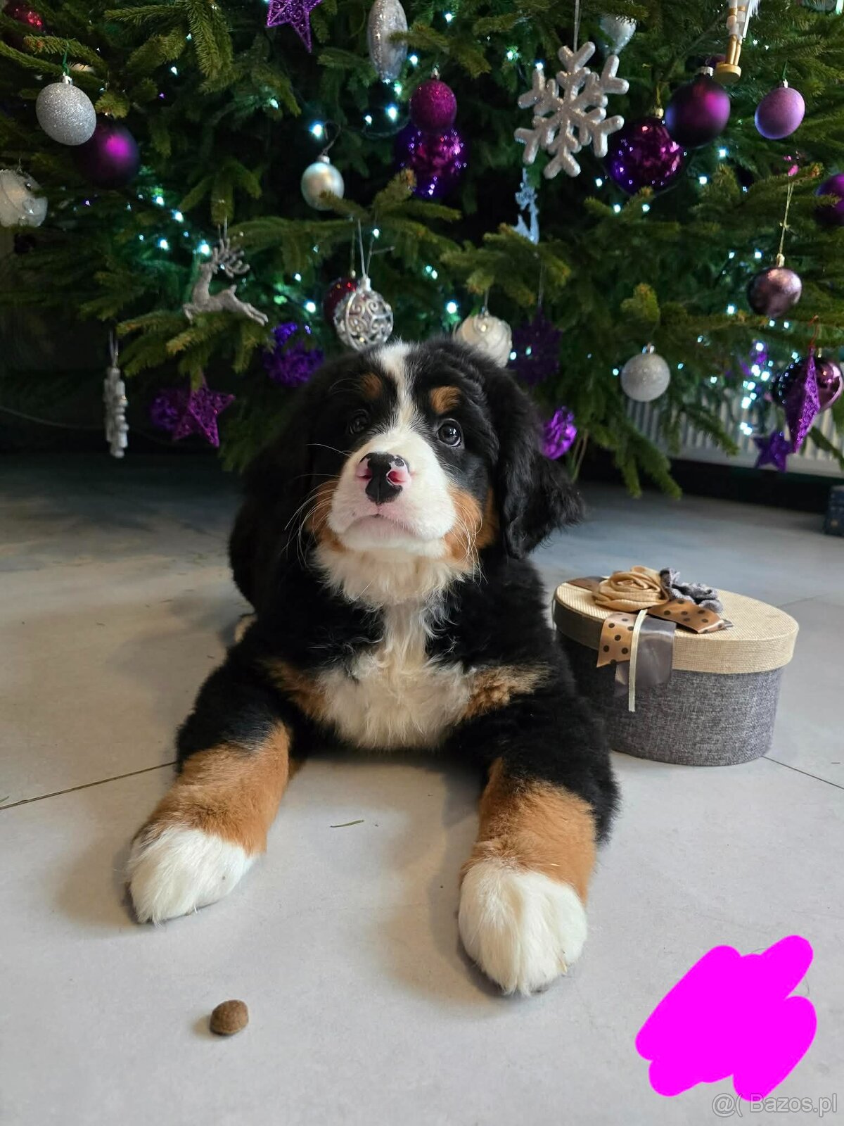 Berneński Pies Pasterski - 5