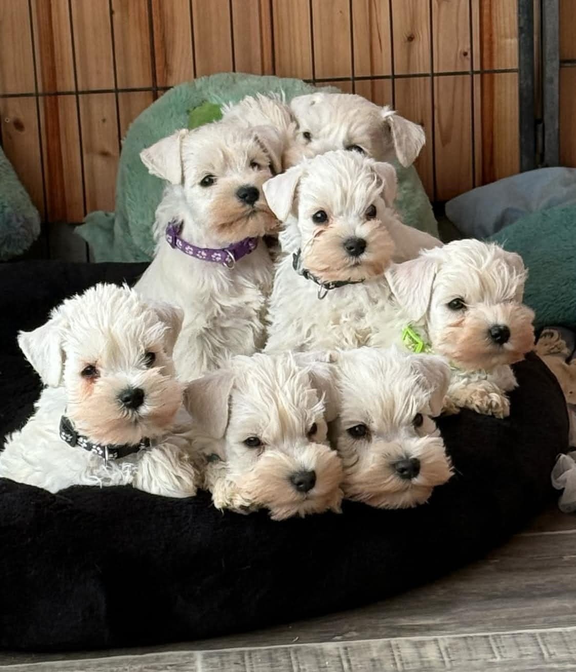 Schnauzer miniatúrne white - 5