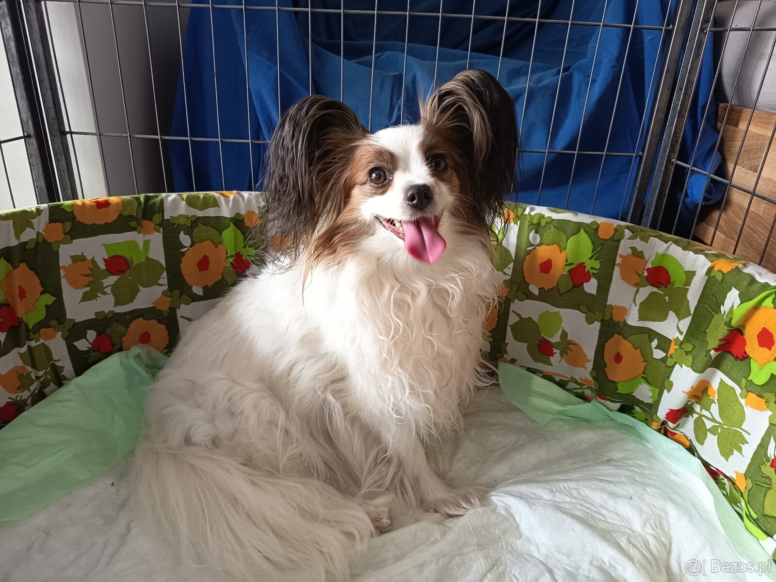 Papillon - tricolorní holčička - 5