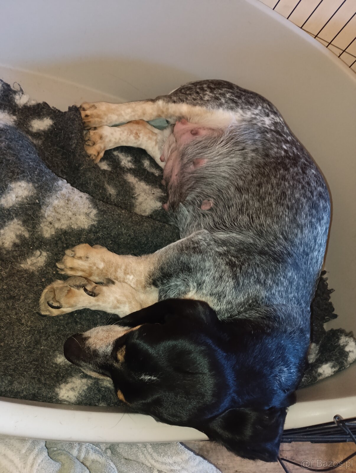 Niebieski basset gaskoński - 5