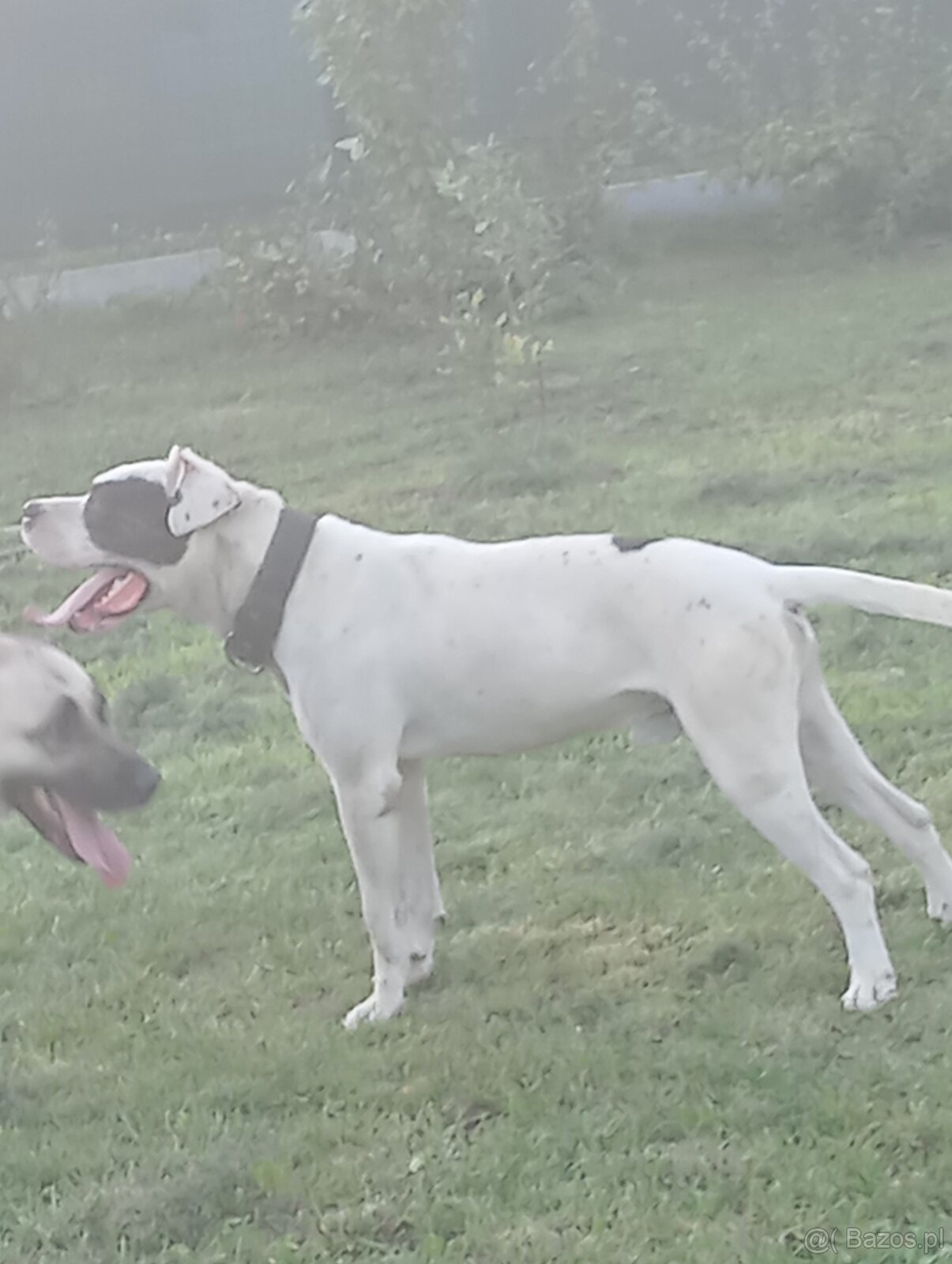 Bandog,kangal,Dog argentyński - 5