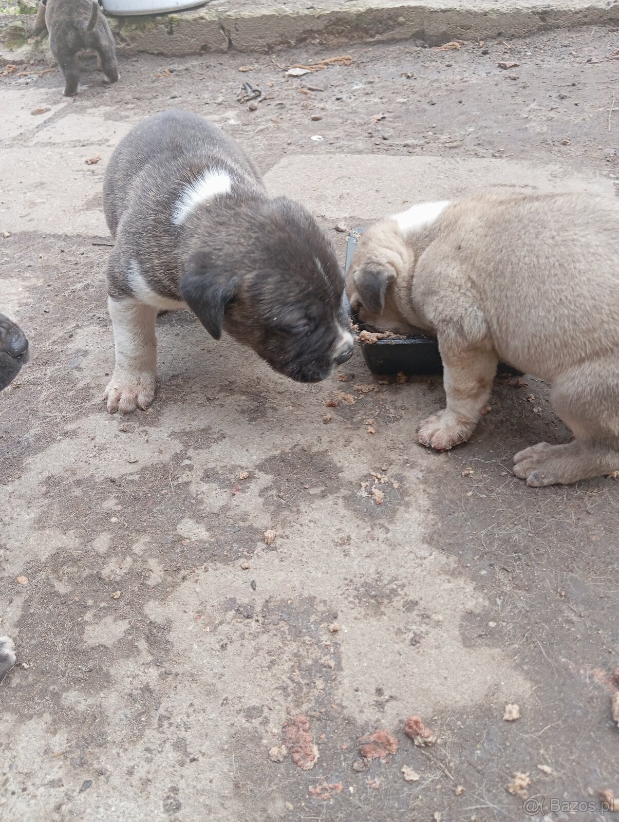 Bandog,kangal,Dog argentyński - 5