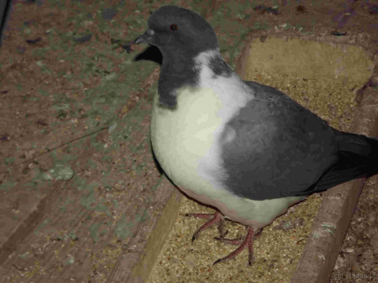 sprzedam gołębie - 5