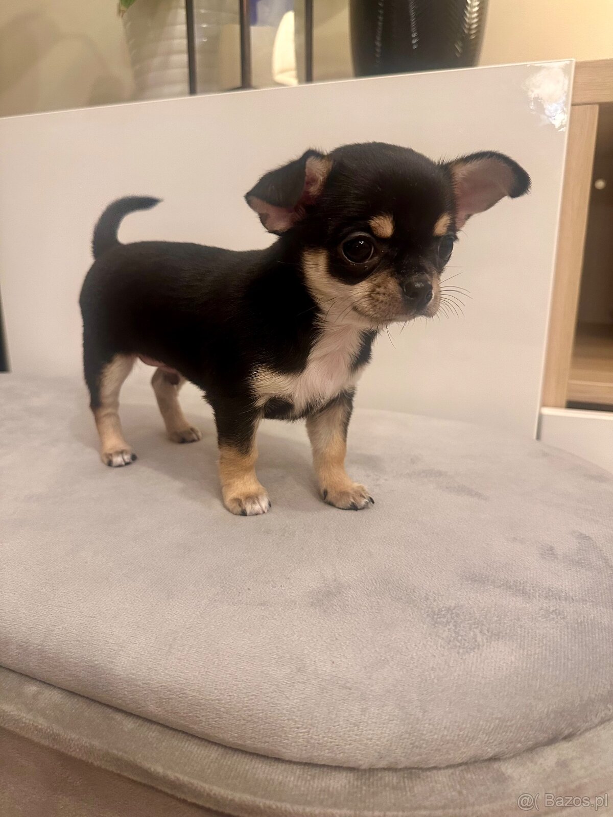 Szczeniaki rasy chihuahua 7tyg - 5