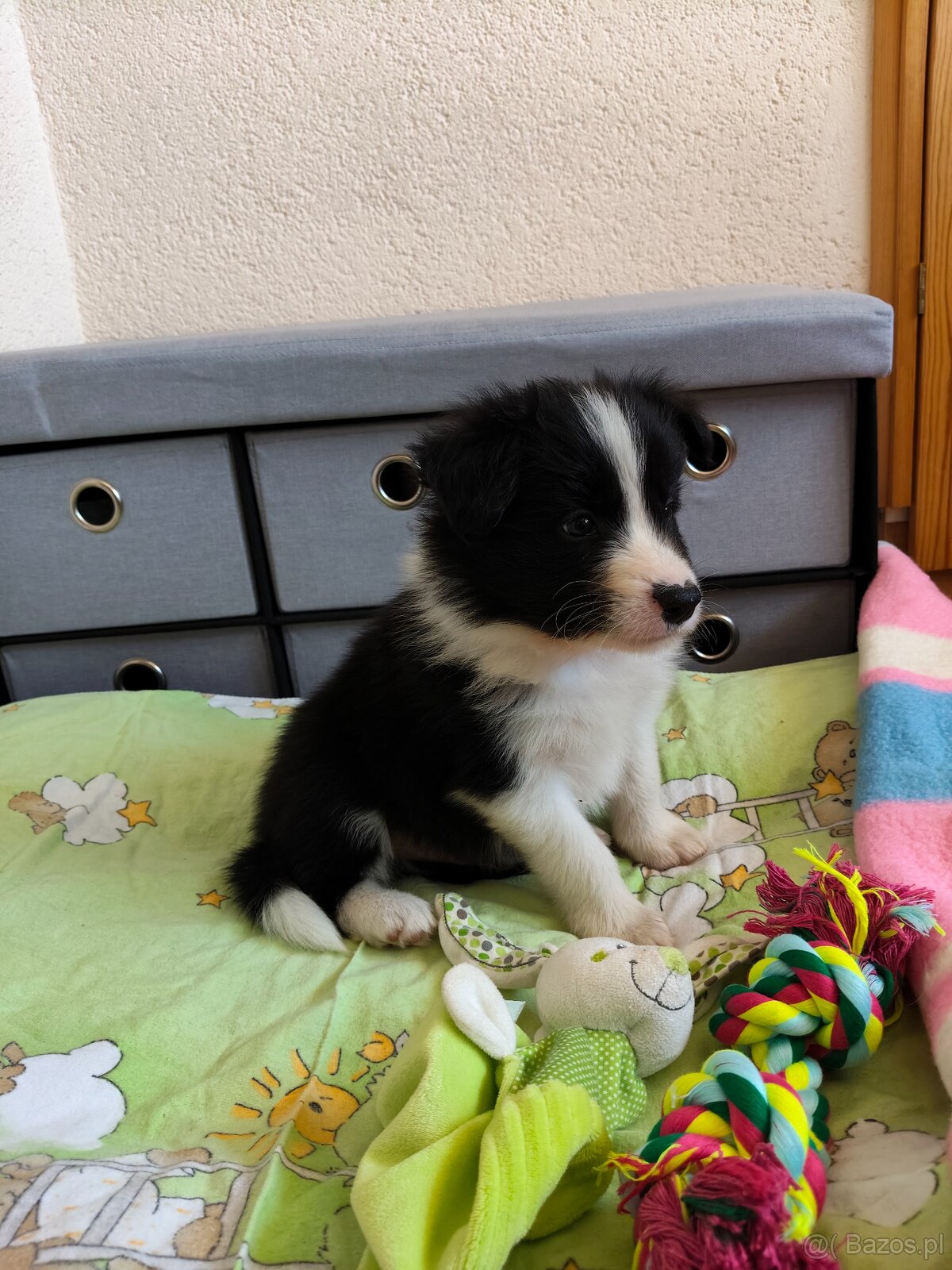 Szczenięta Border Collie ZKwP FCI - 5