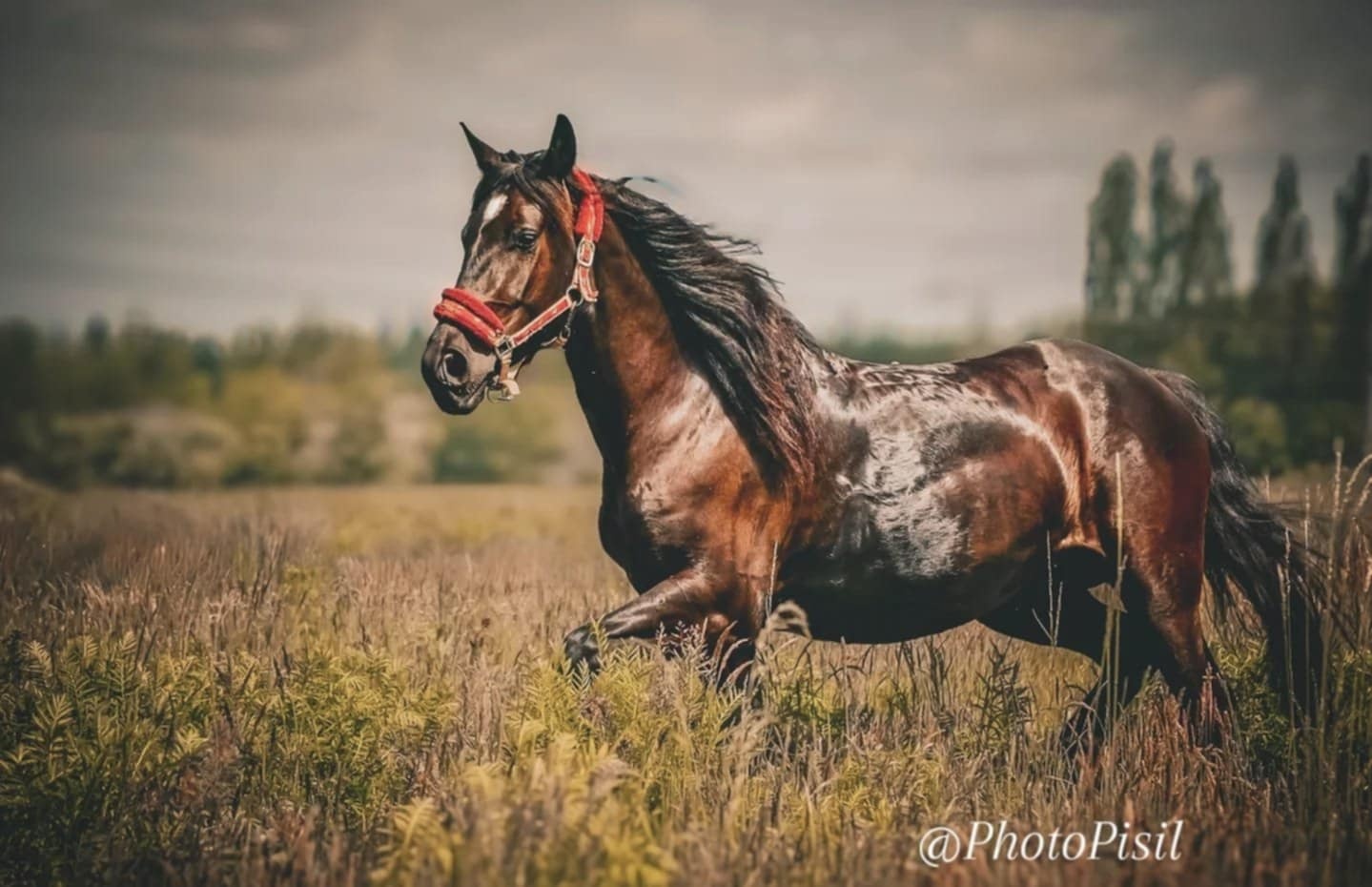 Oferuję piękną klacz. - 5