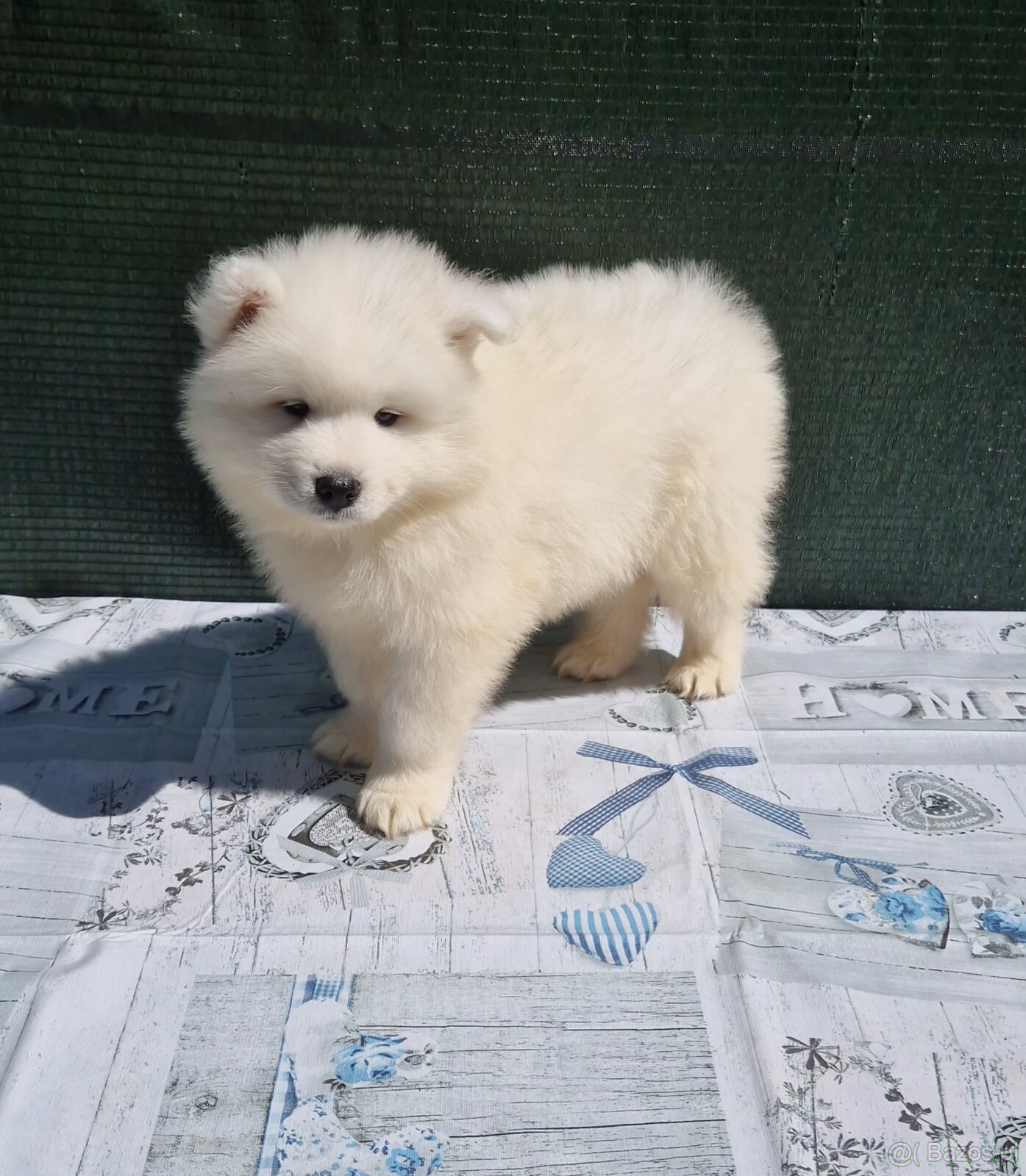 Szczenięta Samojed - 5