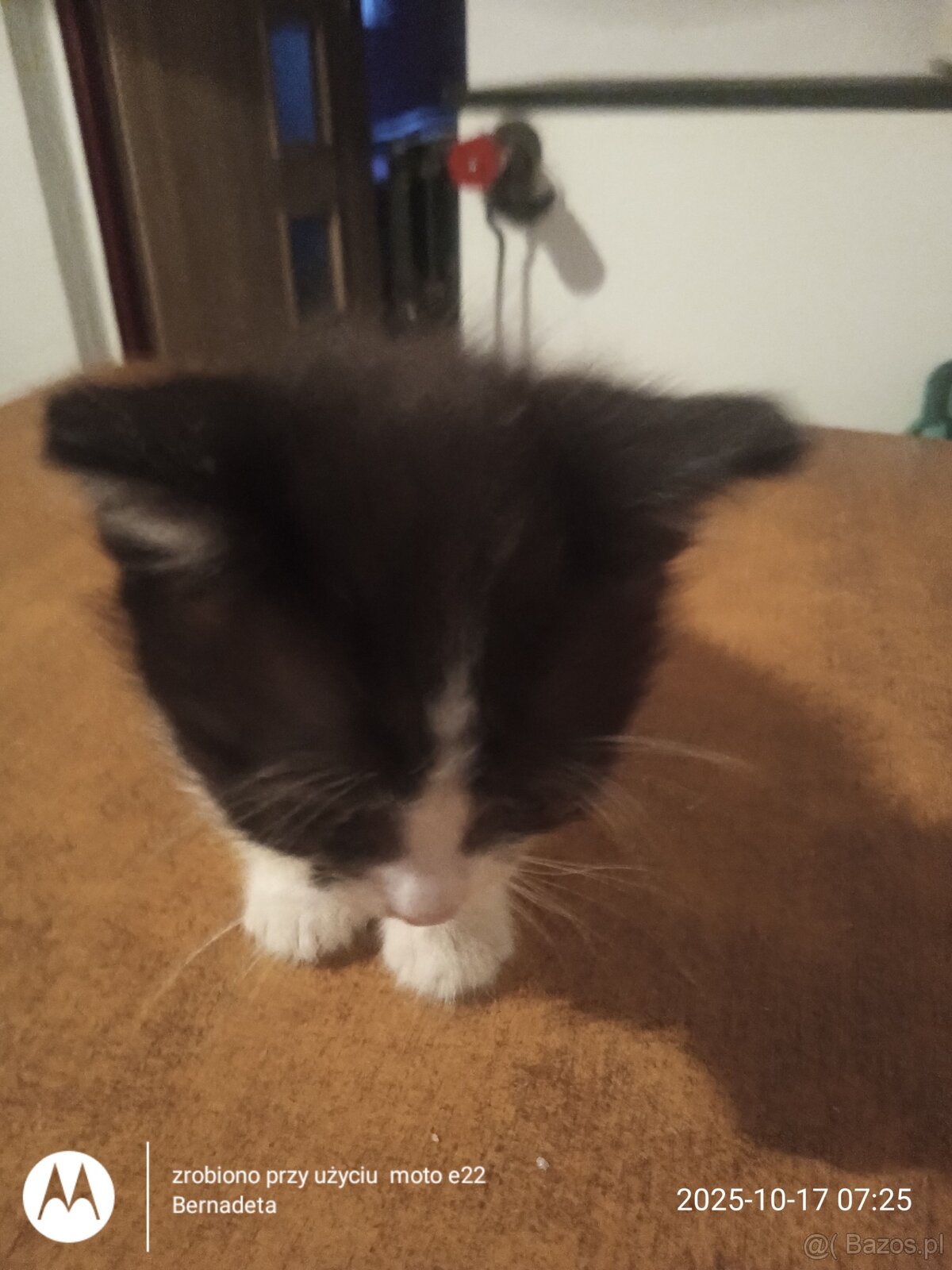 Oddam kotki do adopcji - 5