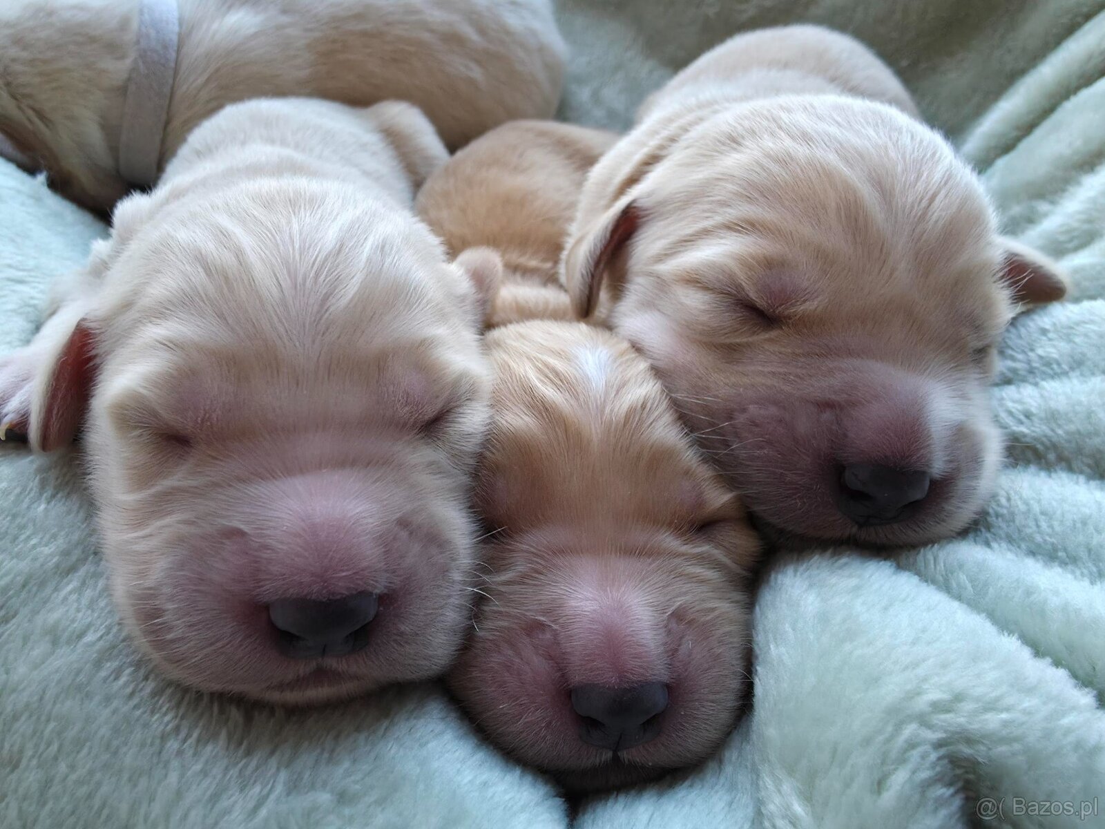 GOLDEN RETRIEVER po championie białe złote biszkoptowe - 5