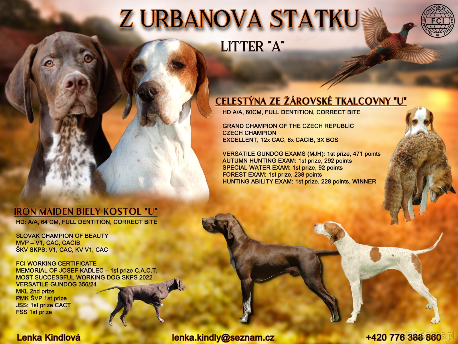 Pointer / English pointer - 5