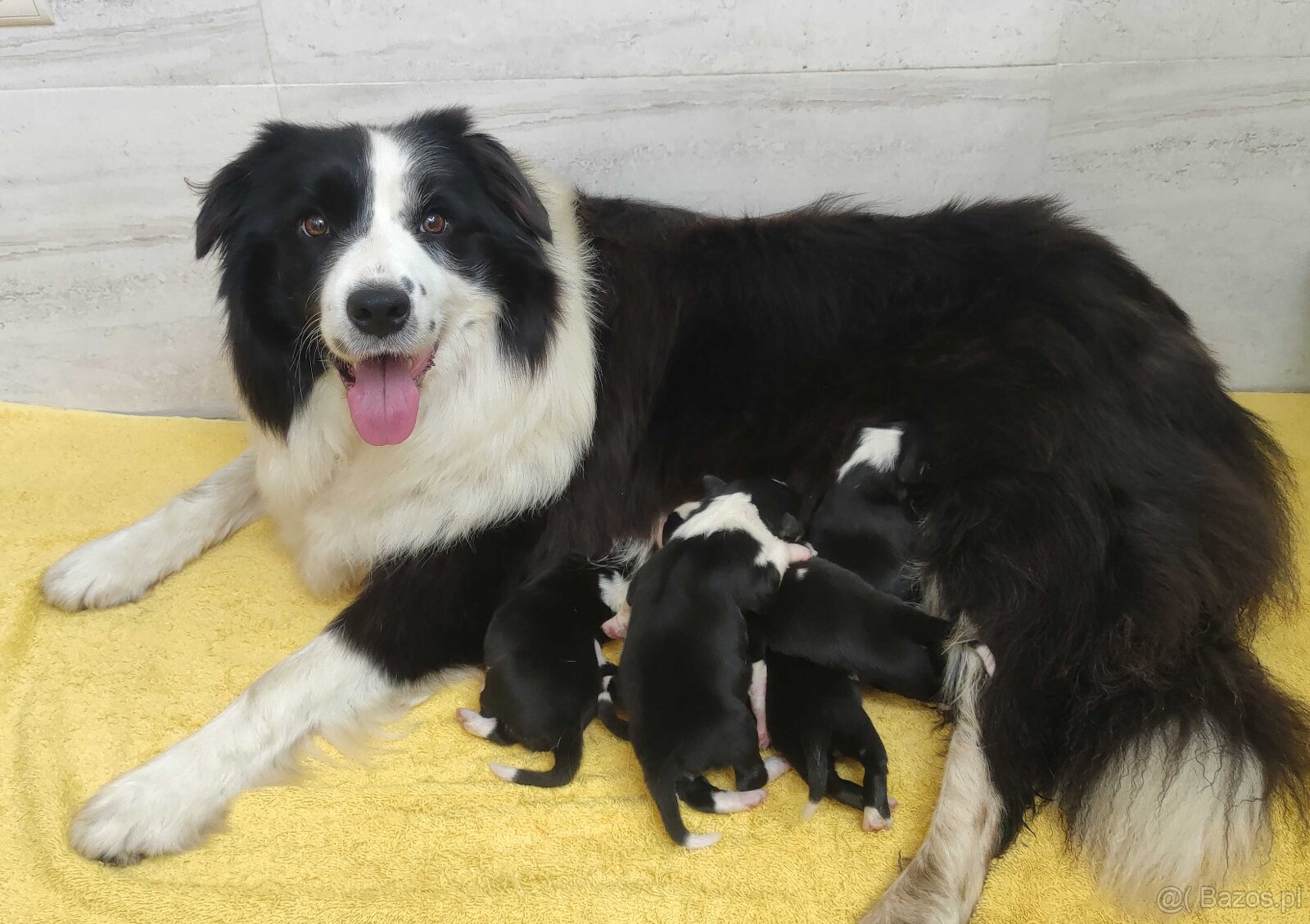 Suczka BORDER COLLIE z Hodowli - Rasowa z pełną dok. - Rezer - 5