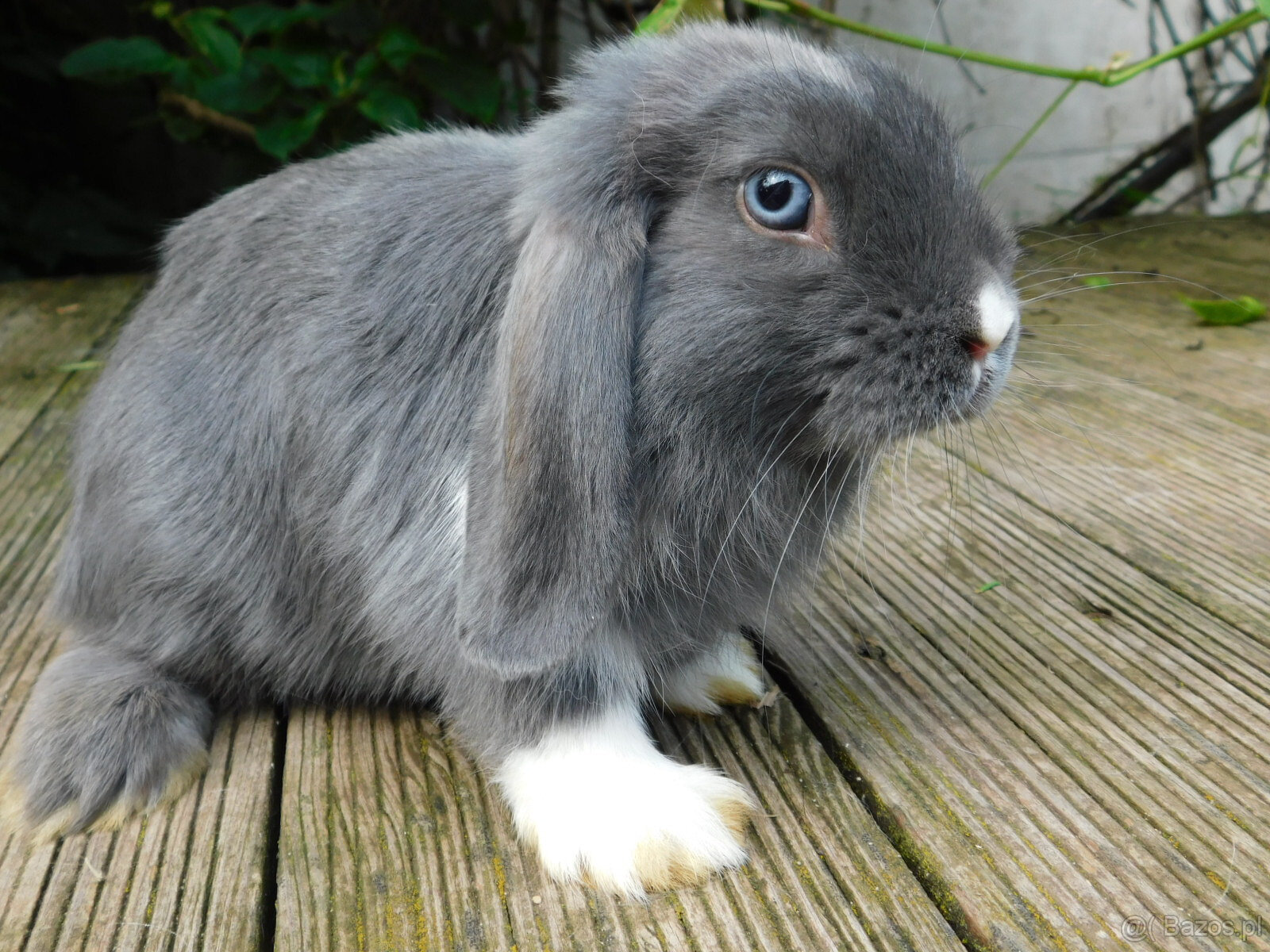 Niebiesko- białe baranki mini lop - 5