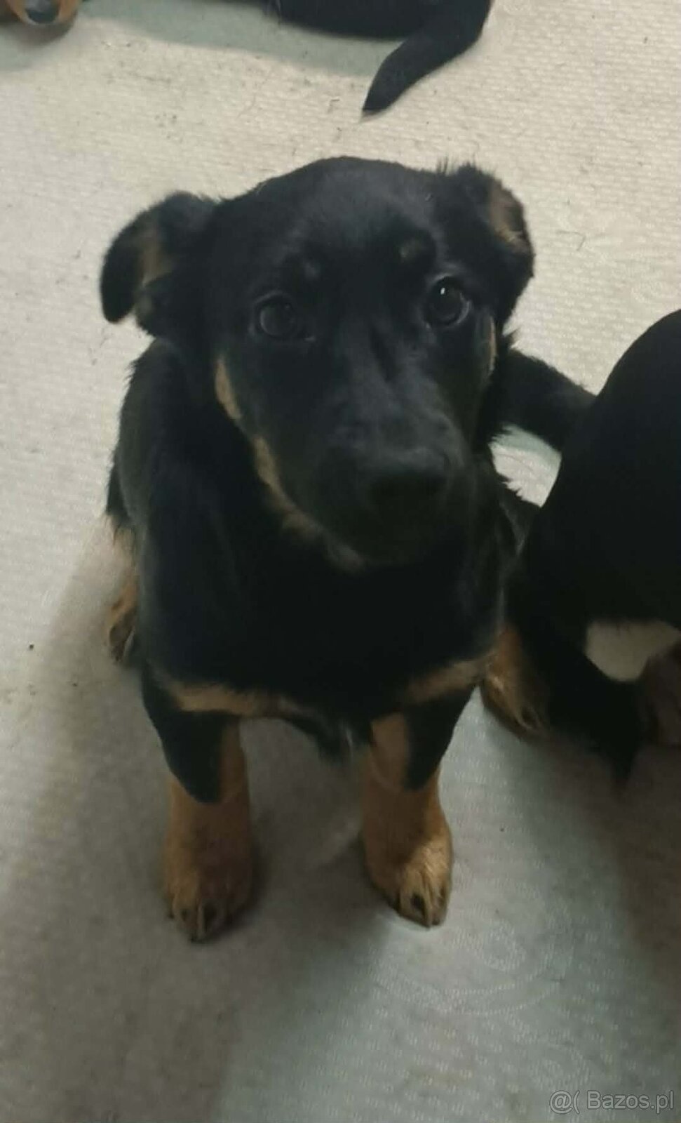 Szukamy dobrych domkow - 5