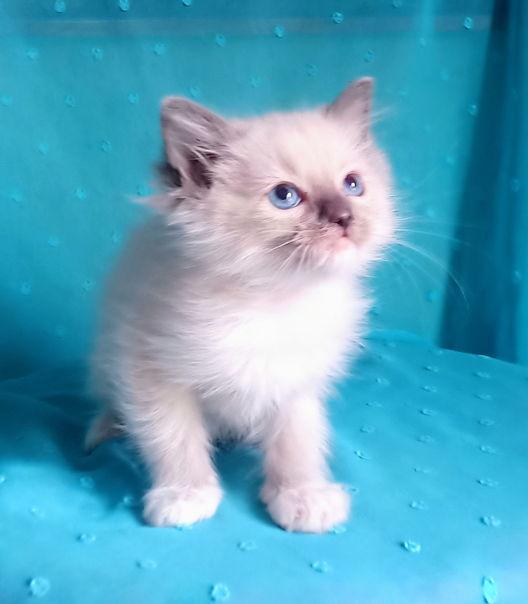 Piękny kocurek Ragdoll z rodowodem i wyprawką - 5