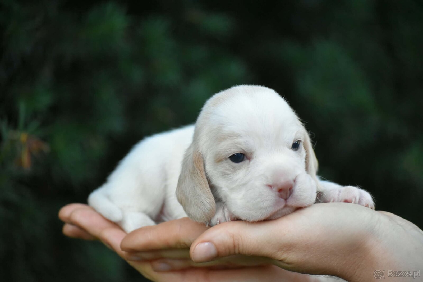 Beagle s PP (FCI) - 5