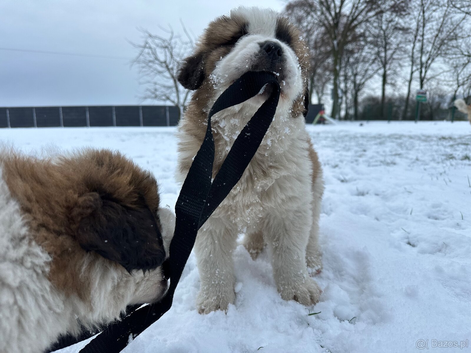 Bernardyn szczeniaki - 5