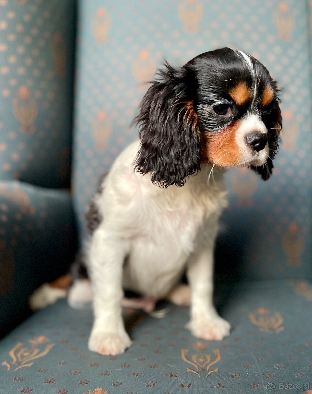 Cavalier King charles spaniel - 5
