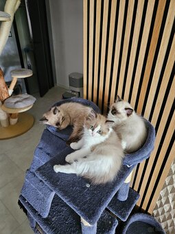 Kocięta Ragdoll - 5